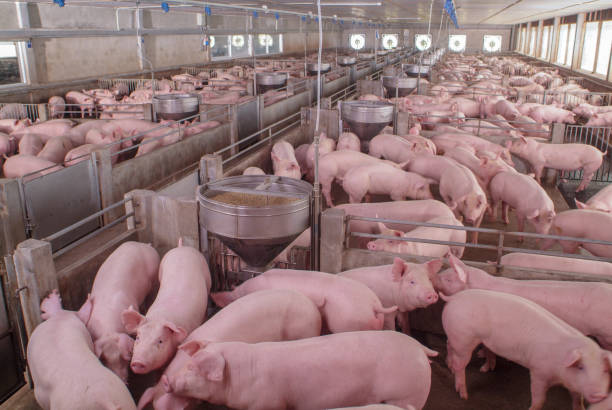 Pig Production