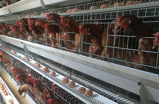 Feed Production