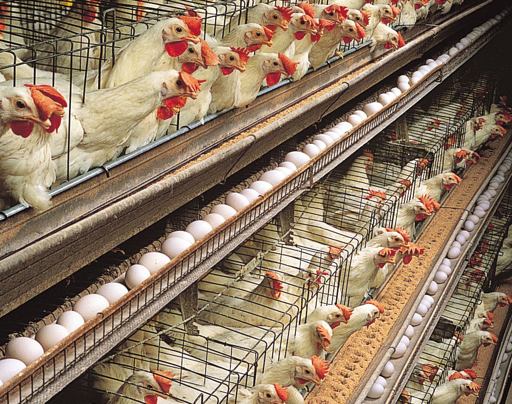 Layer Farming