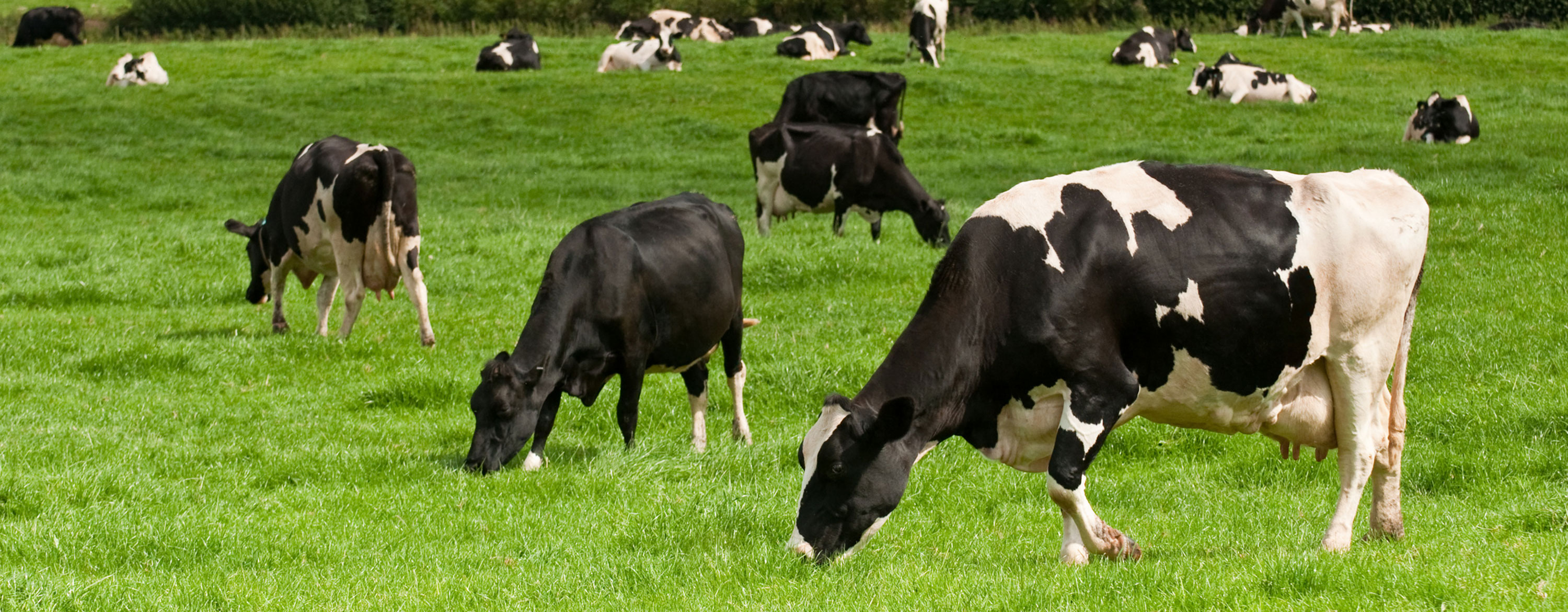 Sheep Farming