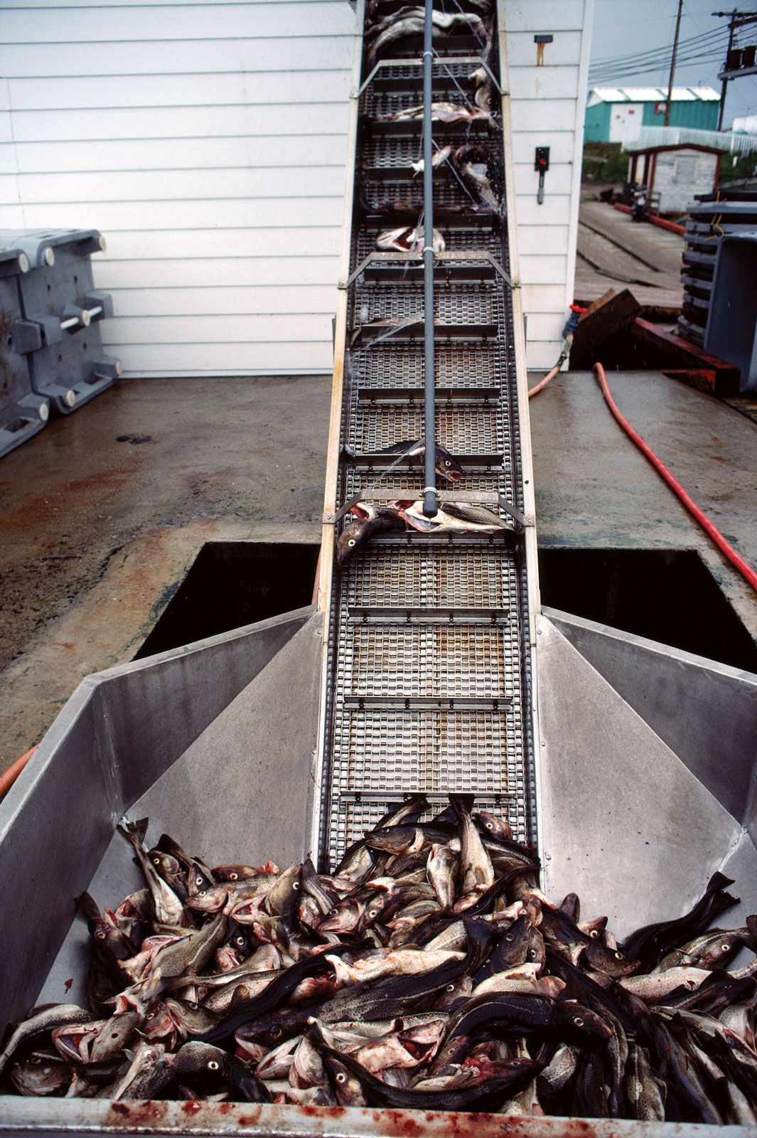 Fish Processing Facilities