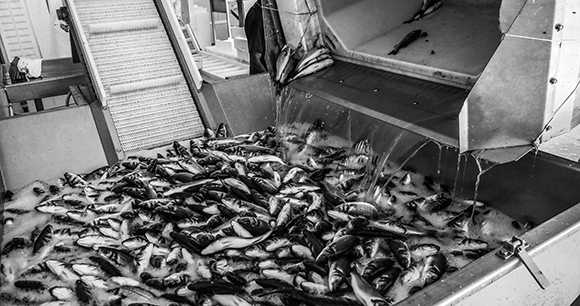 Modern fish farming