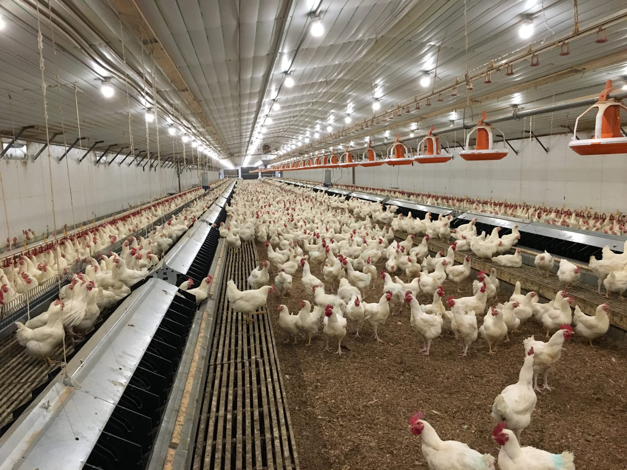 Broiler Production