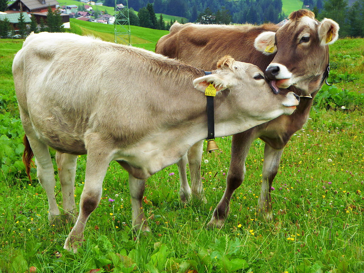 Rare livestock breeds
