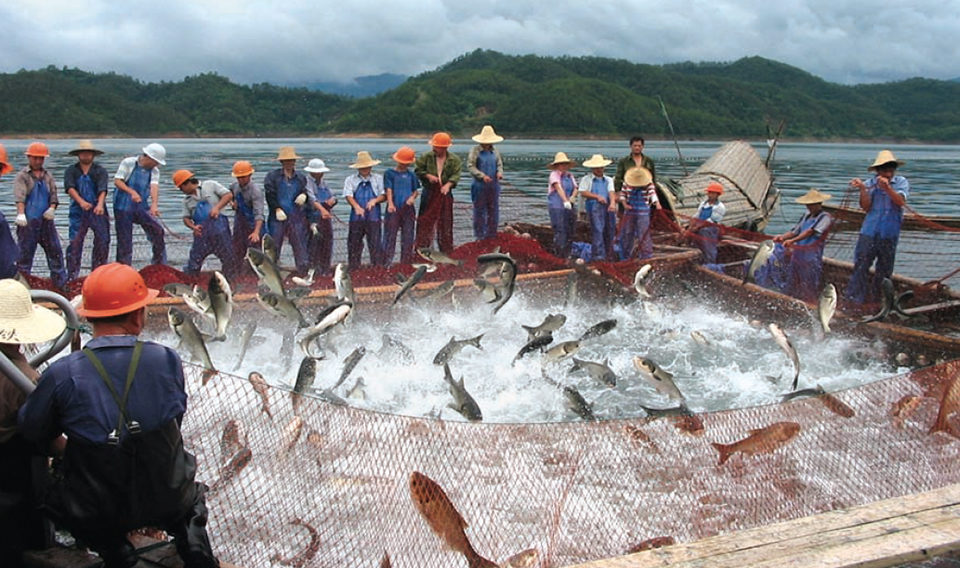 Freshwater Aquaculture