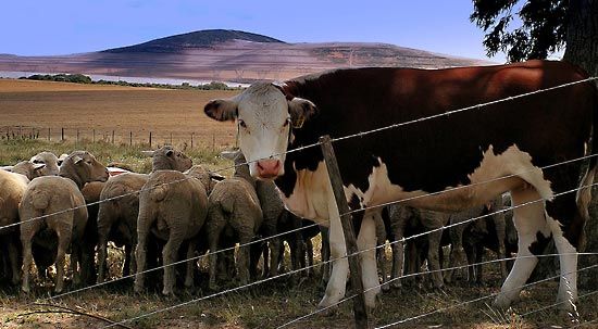 Exotic Livestock Trading