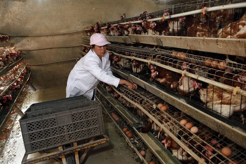 Poultry farming
