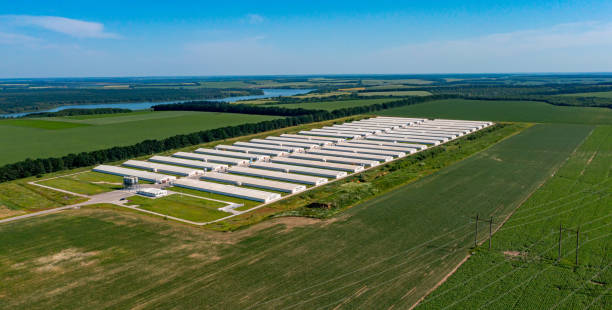 Modern poultry farm
