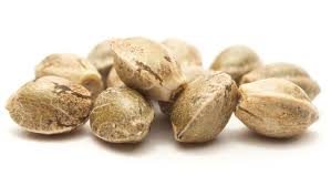 SURVIVAL SEED PACK