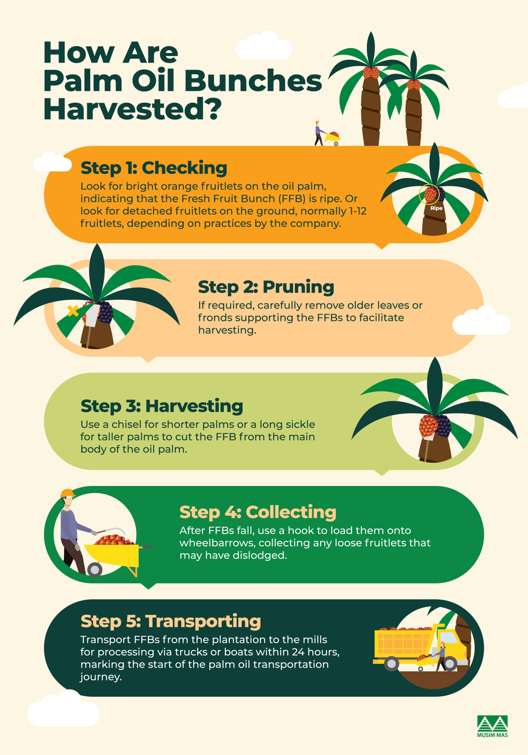 Palm Plantation
