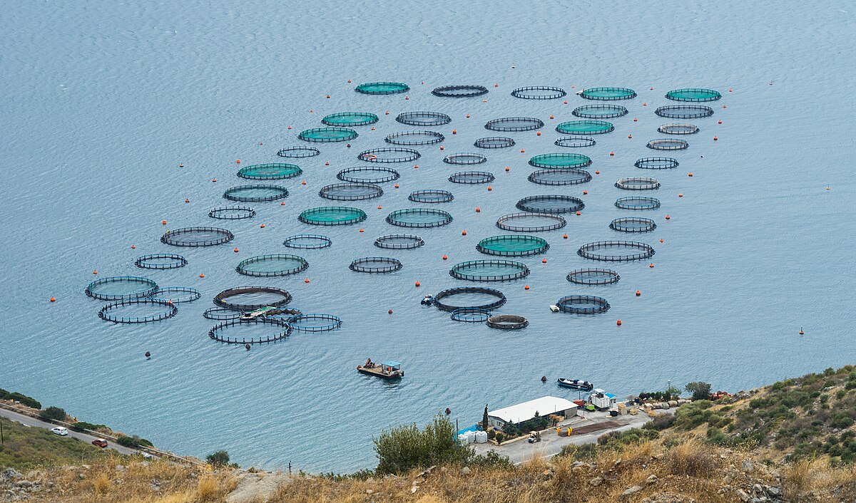 Marine Fish Farming