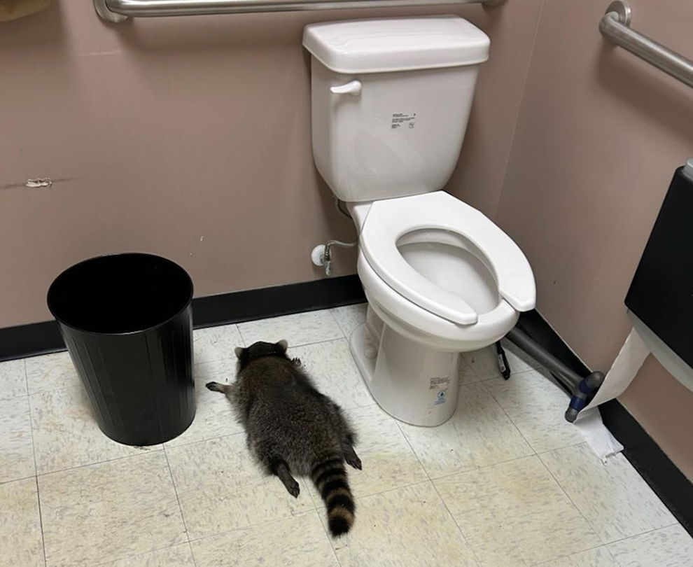 Cole the raccoon passed out on bathroom floor